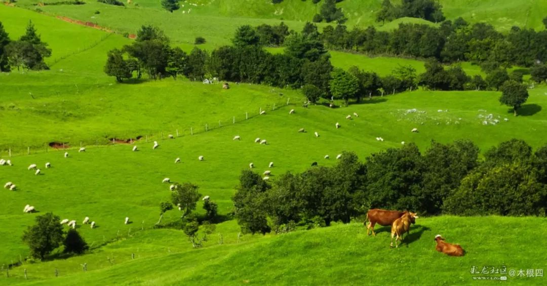 寻甸凤龙青青草原,寻甸凤龙山草原