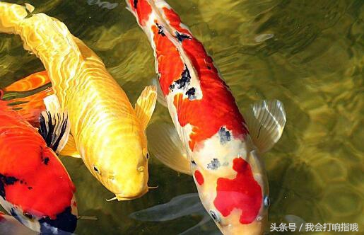 周公解梦里梦见什么能发大财,周公解梦梦见什么会有好事