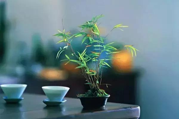 林语堂悠闲生活小院,林语堂闲适的生活