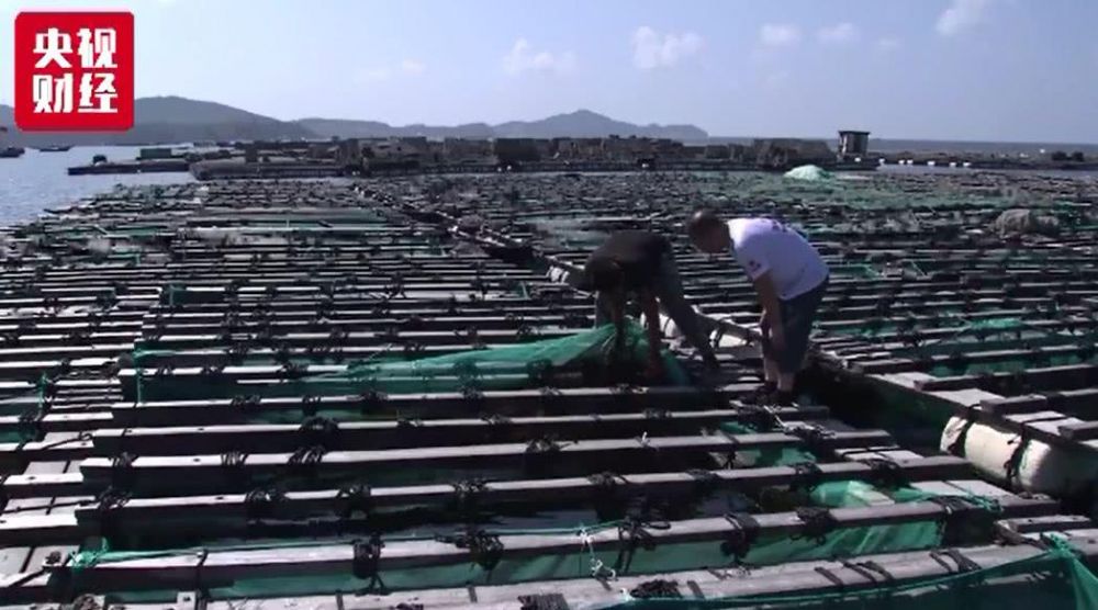 大连海参大量被热死损失了多少钱,大连气温太高造成海参死亡事件