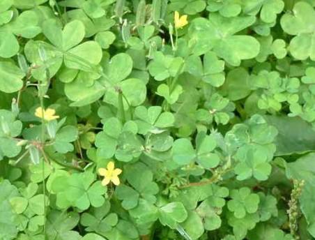 南阳人还去什么医院?你脚底下就是药房!