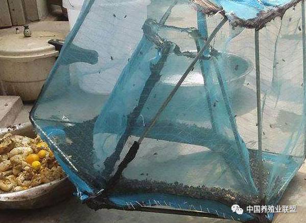 养殖苍蝇神器,养殖场苍蝇诱捕神器