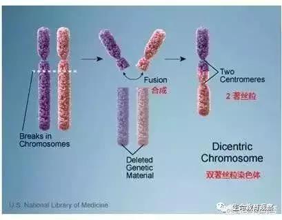 科学家如何发现人和大猩猩间有生殖隔离的