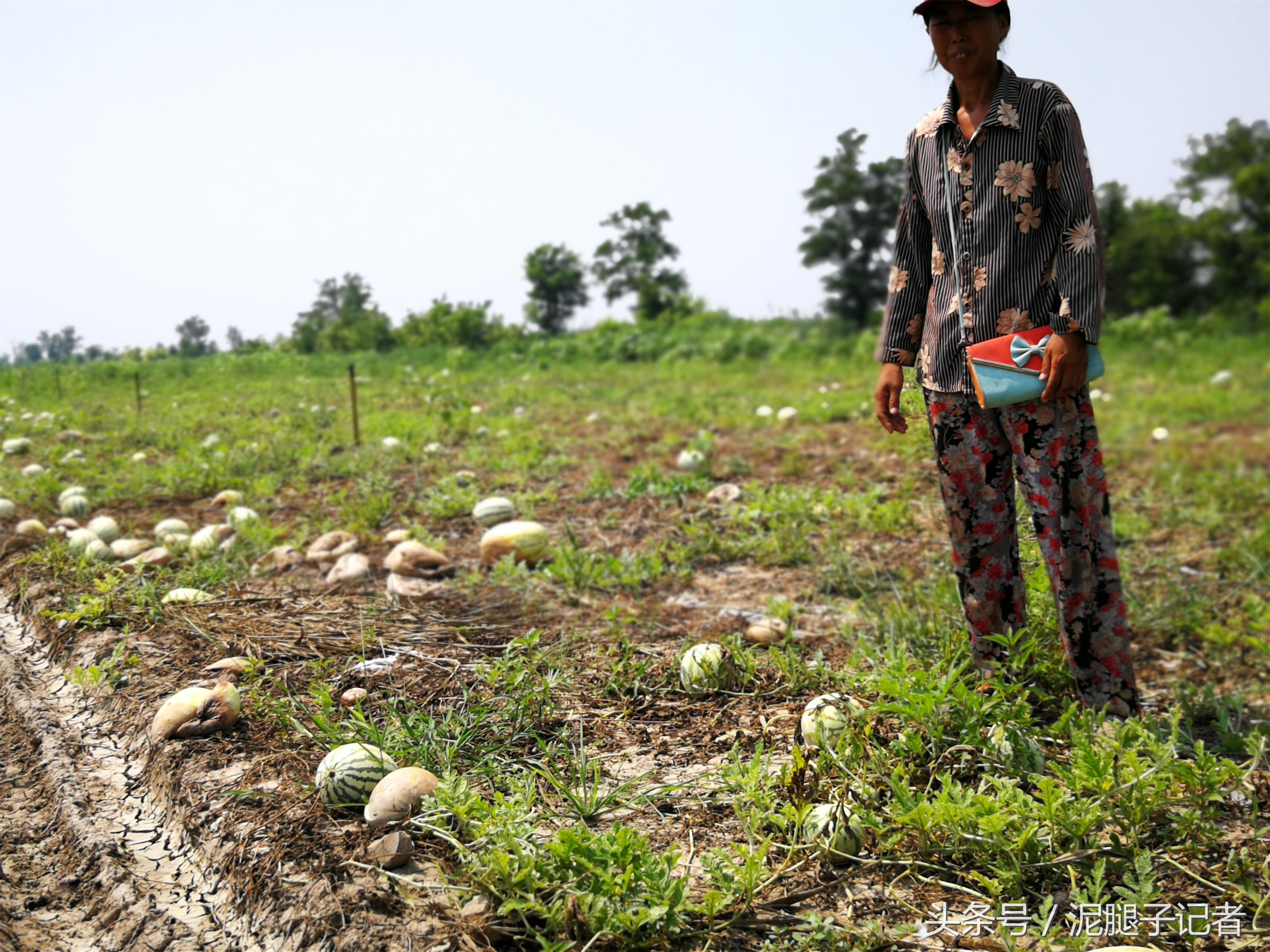 高温天气引起西瓜腐烂的原因,西瓜高温坏了有得救吗