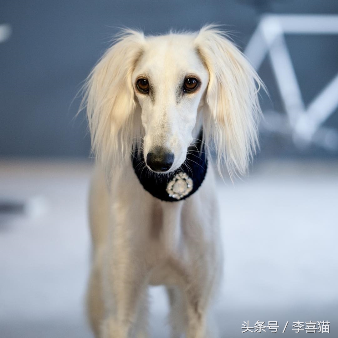 五种来自非洲的狗狗，最后一种可爱得像团毛球，知名度却很低