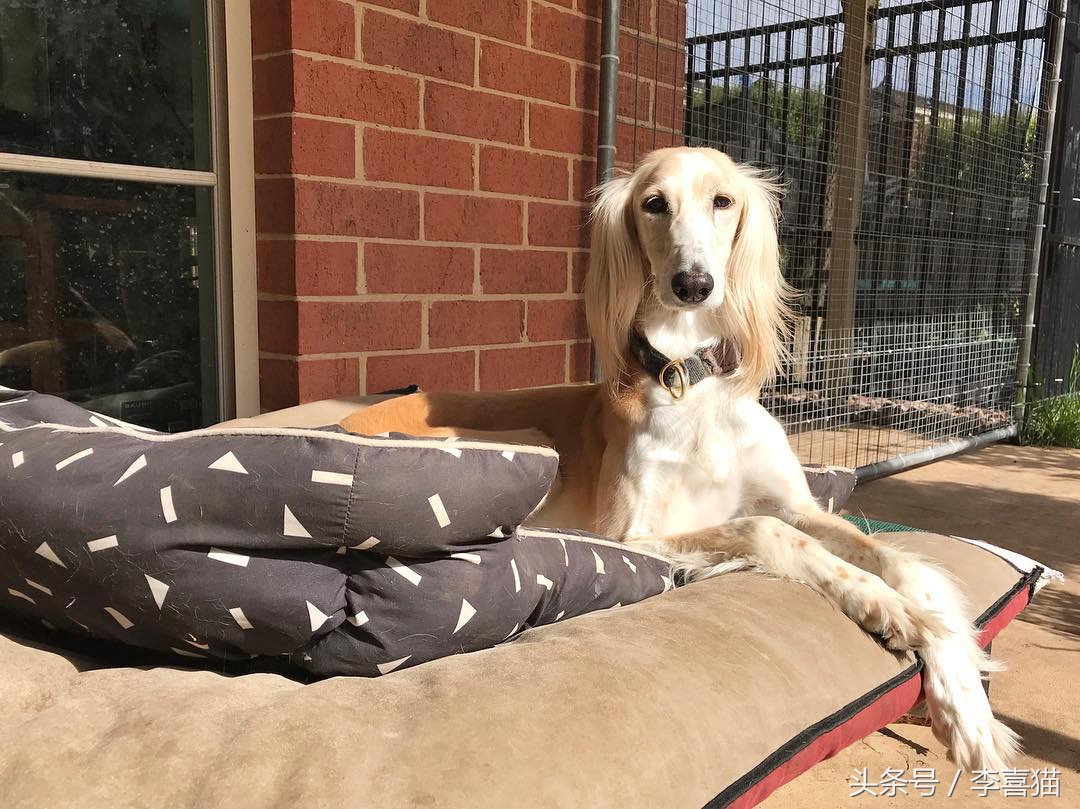 五种来自非洲的狗狗，最后一种可爱得像团毛球，知名度却很低