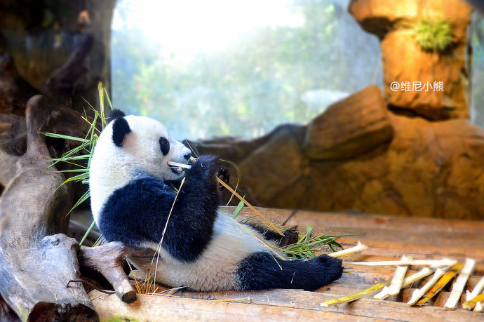 暑假珠海长隆最全游玩攻略,珠海长隆海洋王国暑假门票多少钱