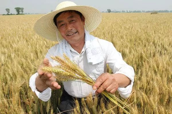 一亩地利润如何,一亩地利润分析