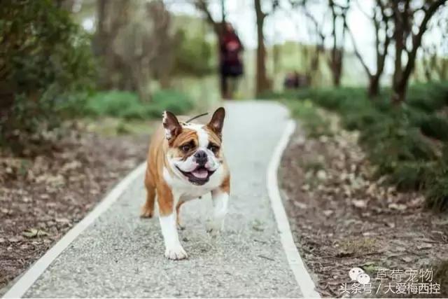 英国斗牛犬视频wwe,英国斗牛犬vs比特犬