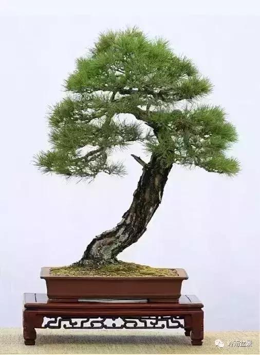 盆景人生哲理,从盆景欣赏体会人生哲理