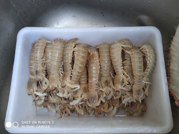 嵊泗三天两夜出游攻略,嵊泗本岛花鸟岛三天两夜攻略