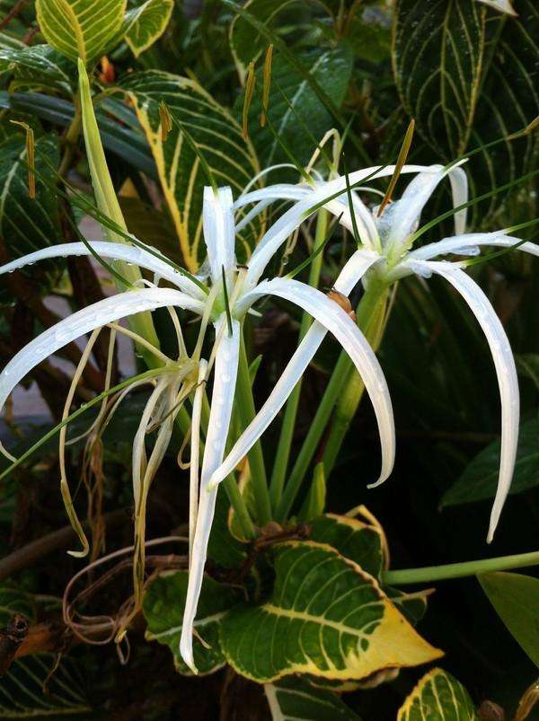 大宝二宝三亚游,三亚三妈游玩攻略