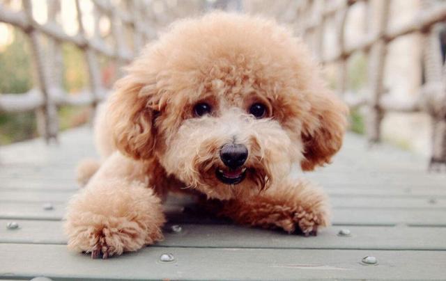 泰迪老是喜欢舔主人手是怎么回事,泰迪狗狗舔主人脖子意味着什么