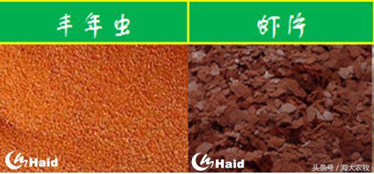 虾的养殖用什么饲料,养虾成本与利润分析表格