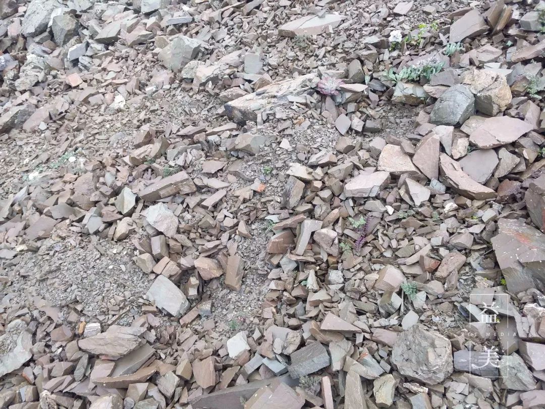 「昨日推文」哭泣的雪兔子，已经被人类挖到濒临灭绝！请高抬贵手放过它们吧！