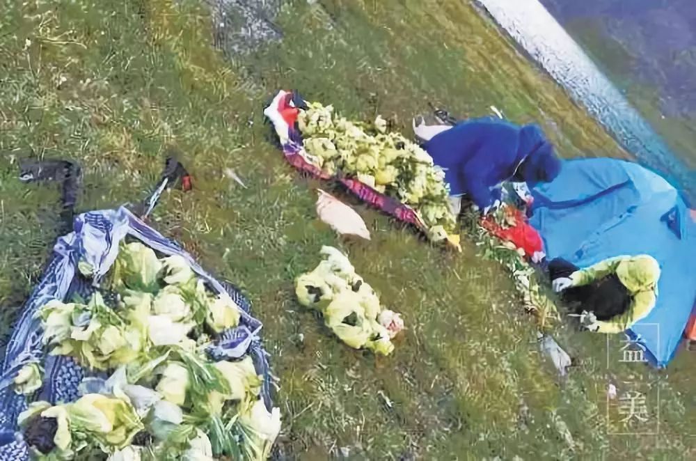 「昨日推文」哭泣的雪兔子，已经被人类挖到濒临灭绝！请高抬贵手放过它们吧！