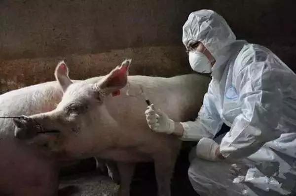 仔猪拉稀原因及解决方法,仔猪拉稀的原因怎么治疗最好