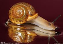 路边捡的蜗牛是什么蜗牛,下雨时候捡到了一只蜗牛