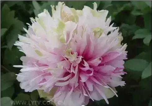 8.8发财日的祝福,8月18日发财日早安祝福图片