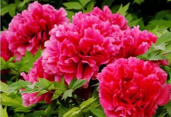 8.8发财日的祝福,8月18日发财日早安祝福图片