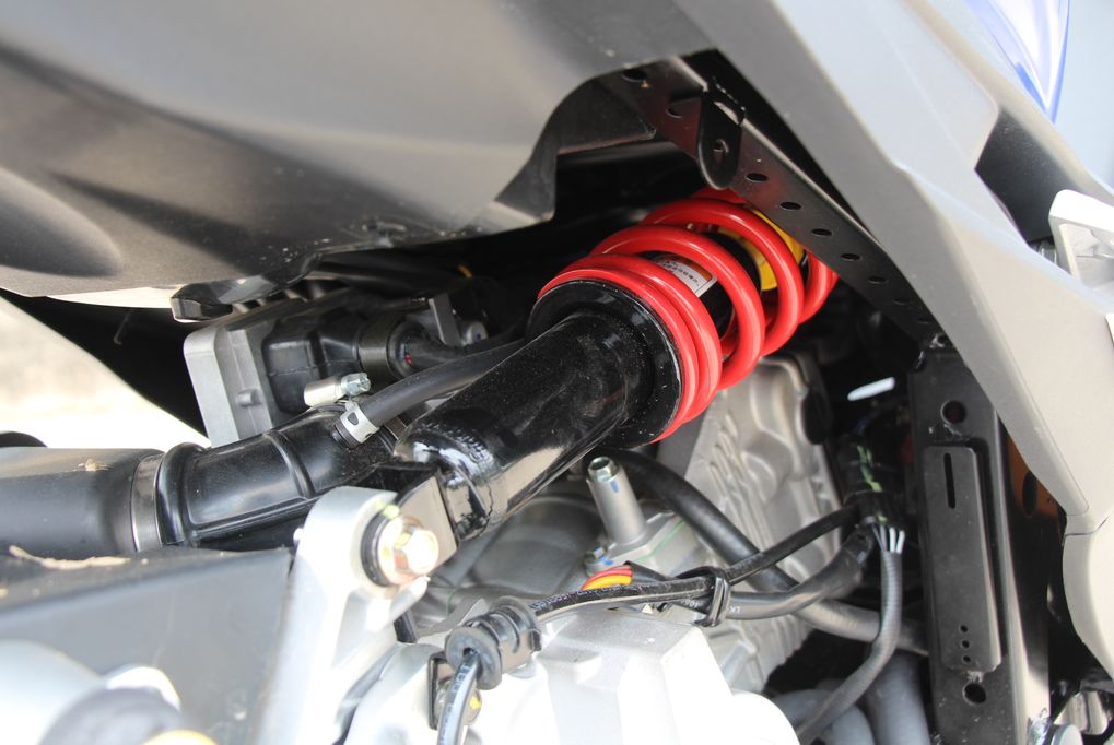 高颜值蚂蚱,漂亮巨型蚂蚱