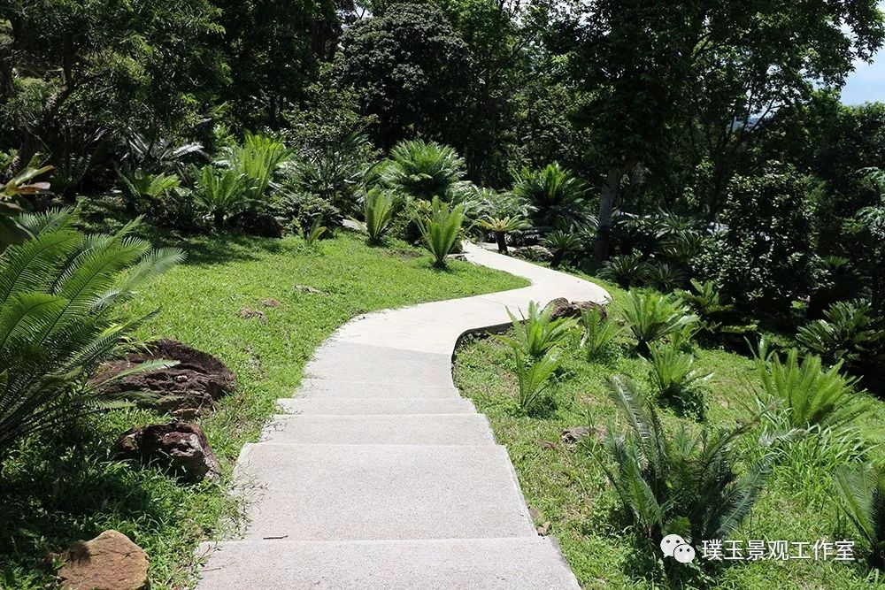 铁树植物园,铁树开花是很奇特的景色