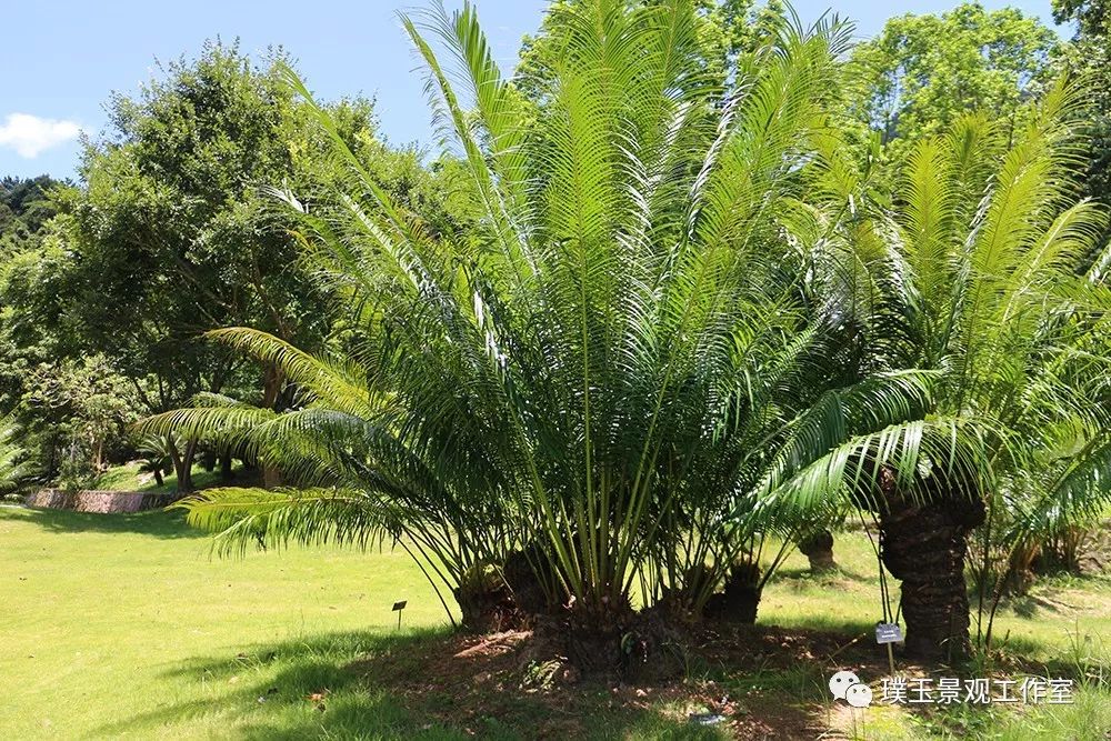 铁树植物园,铁树开花是很奇特的景色