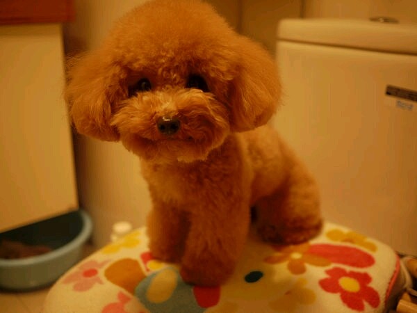 这些小常识你知道吗,小狗常识100个