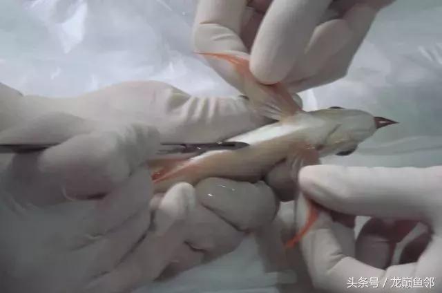 龙鱼撞缸失鳔抢救多久能恢复,龙鱼失鳔最急用的方法