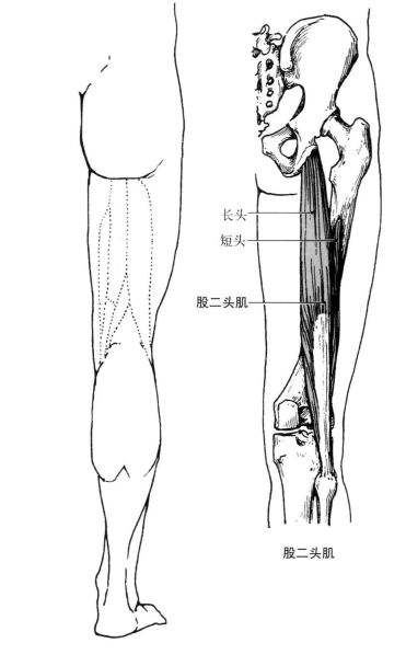 有没有能改善腿粗的动作,专治腿粗的几个方法