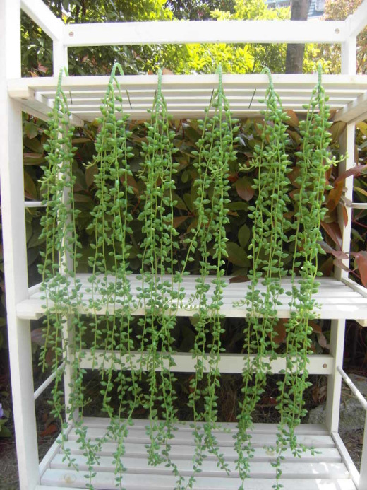 情人泪如何扦插爆盆,情人泪怎么才能养得肥