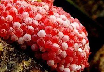 严重可能致痴呆，甚至死亡！海宁又出现这种螺，繁殖快，快提醒大家！