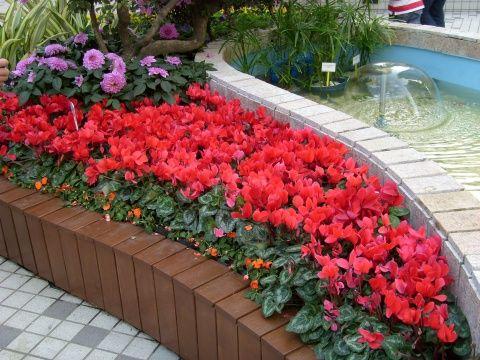 仙客来花茎发蔫弯下来叶子发黄,仙客来叶子发黄原因及解决方法