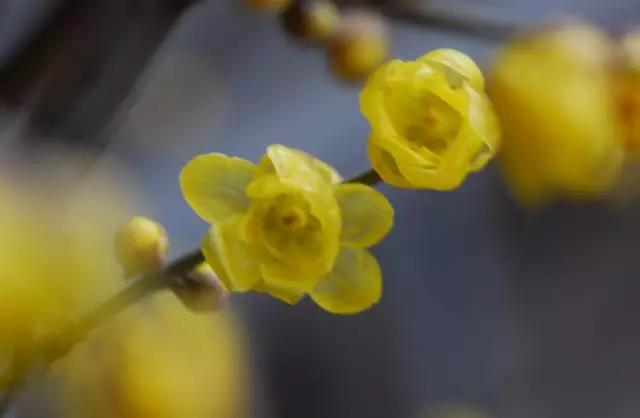 全国31省会城市的市花,全国56个市市花