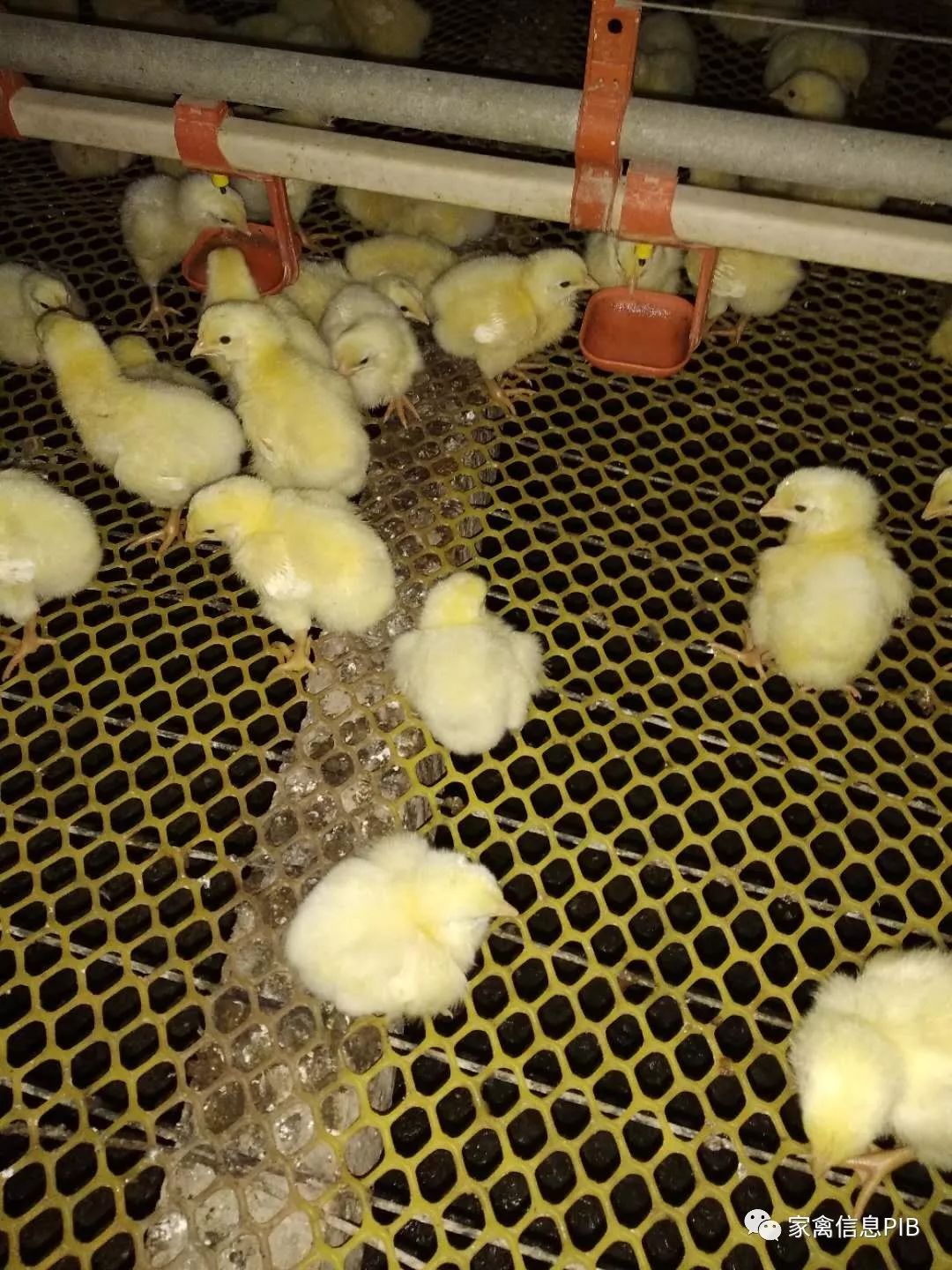 高产鸡瘫了怎么回事,鸡哪些病会导致瘫腿