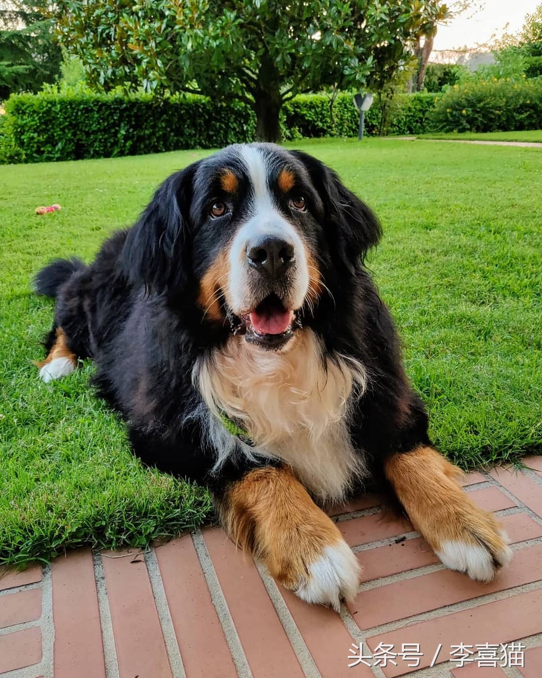 给狗狗洗澡的专业正确步骤,宠物店狗狗洗澡包括哪几个步骤