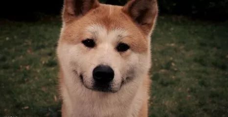 “嘴笼”恒久远,一套永流传!出门前给你家狗子戴上才是真的爱啊!