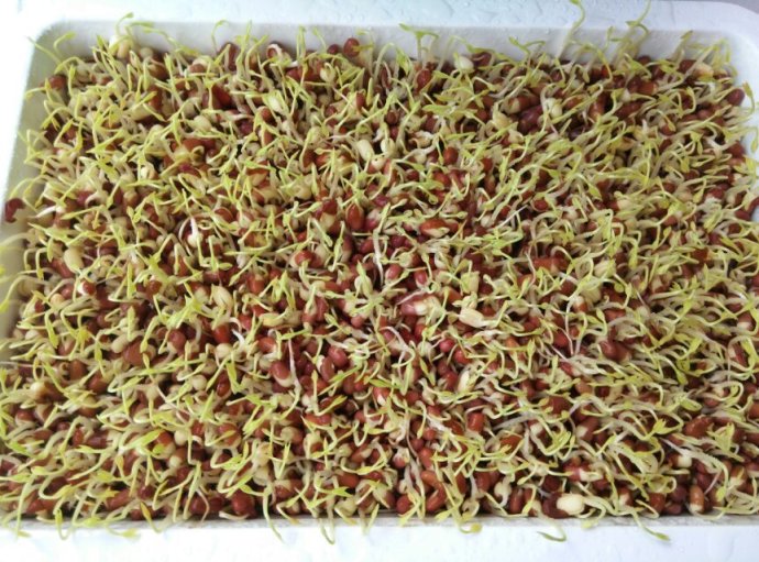 阳台种菜教程书,在家阳台种菜一年四季能种的菜