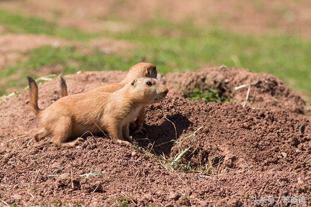长得像松鼠又像黄鼠狼的动物,黑尾土拨鼠和旱獭哪个好看