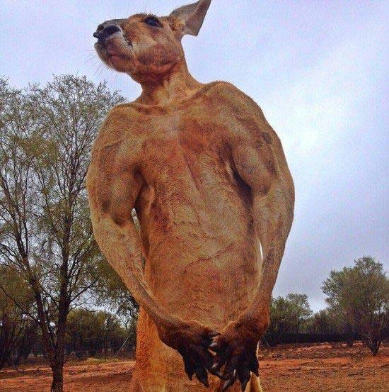 袋鼠肉好吃吗,好吃的袋鼠肉