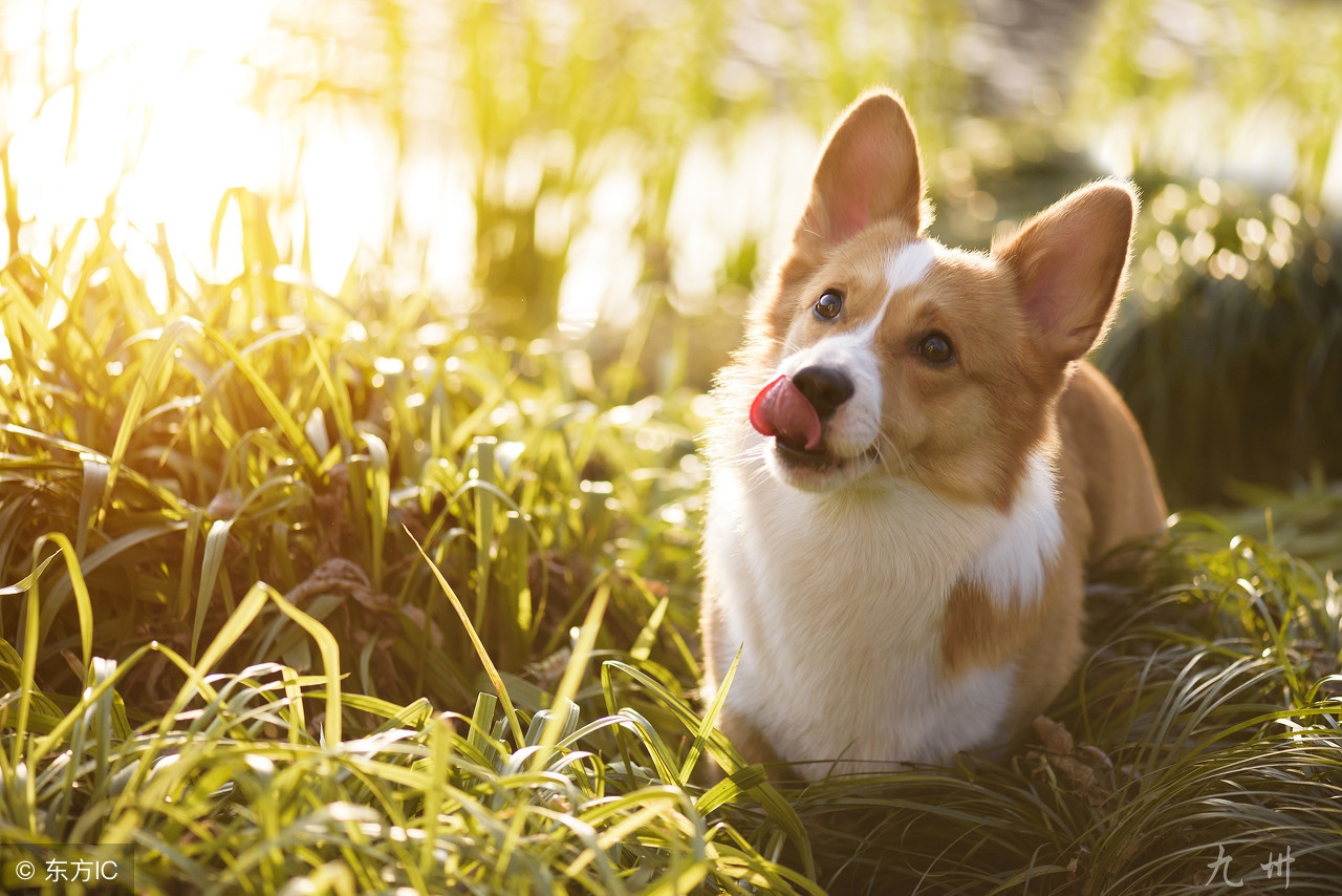 养一只狗需要准备什么东西,养一只狗前期需要多少钱
