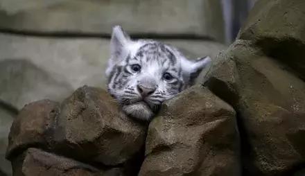 纳粹集中营1945,1945年德国集中营