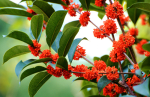 桂花飘香ll绿玉枝头万点黄，缕缕清香满庭芬
