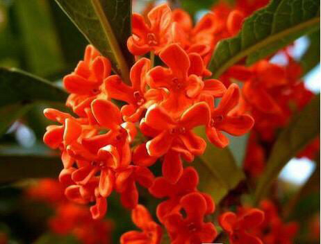 桂花飘香ll绿玉枝头万点黄，缕缕清香满庭芬