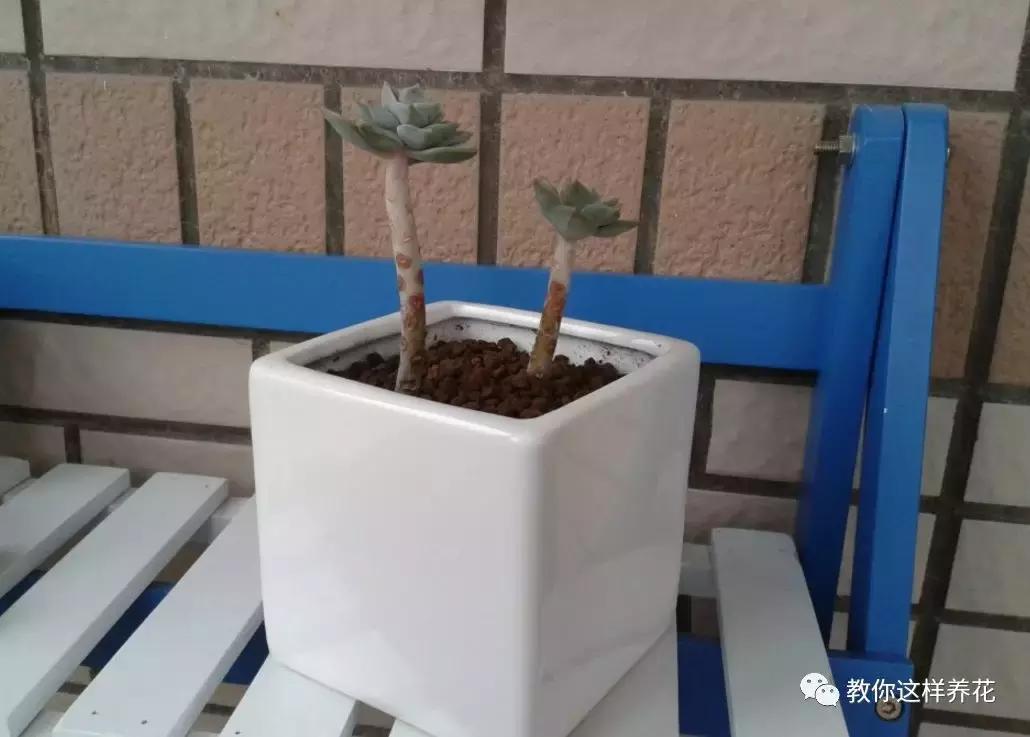 绿萝过冬后叶子全掉了,绿萝过完冬叶子黄了还能活吗