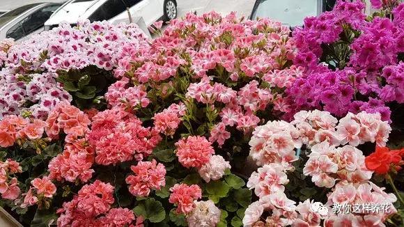 铜钱草修剪完干了如何补救,铜钱草与绿萝哪个好养