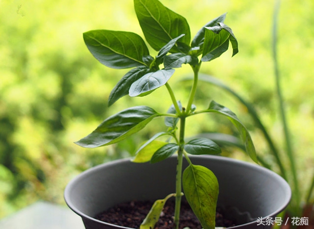 香草罗勒的做法大全,香草罗勒夏天