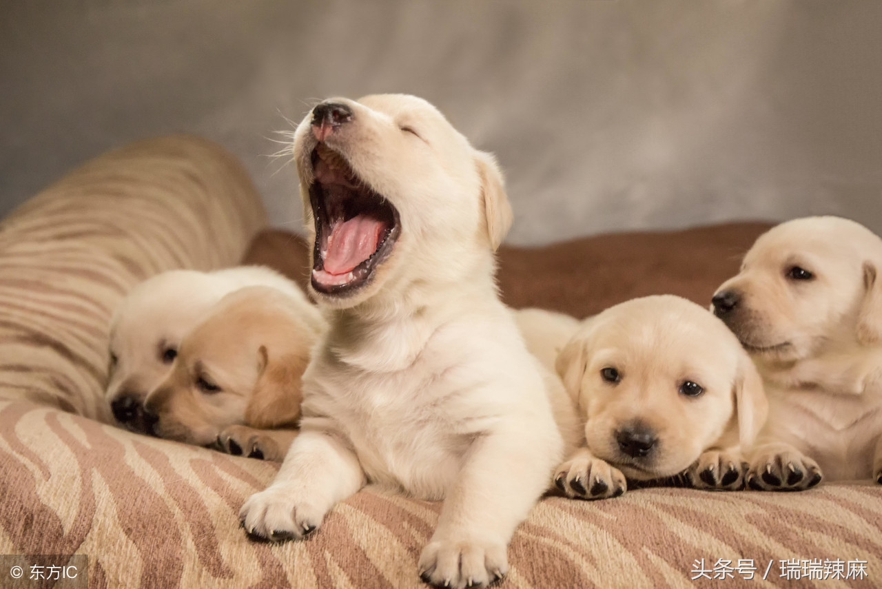 狗狗咬人的四大预兆,如何解决狗狗穿衣服咬人