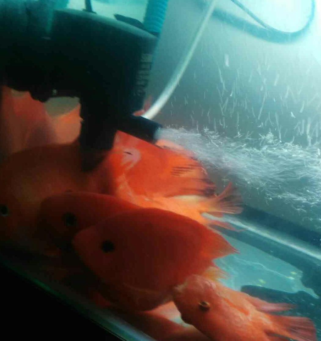 蓝鲨可以跟鹦鹉混养吗,鹦鹉和地图混养喂食技巧