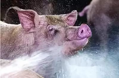 夏季养猪如何防止热应激,夏季猪场如何预防热应激